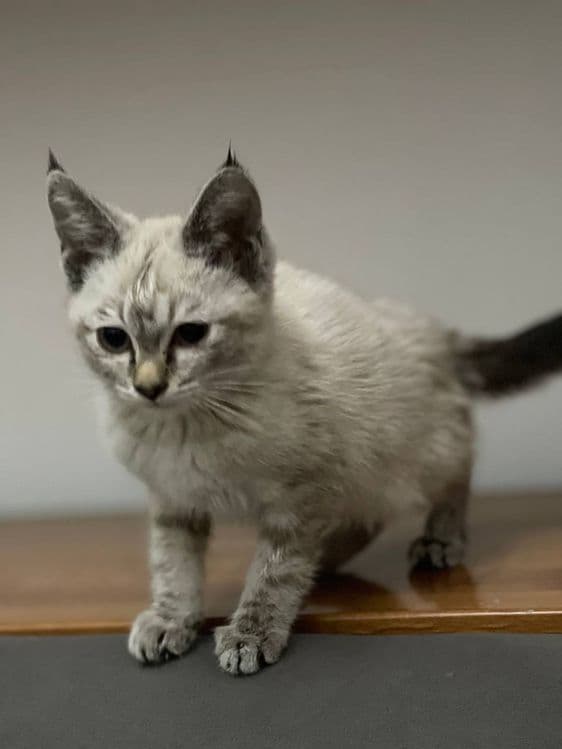Голубо глазная красивая кошка