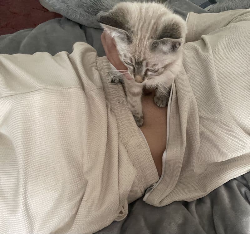 Голубо глазная красивая кошка — 2