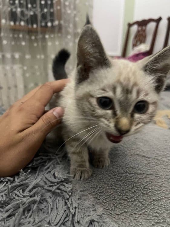 Голубо глазная красивая кошка — 3