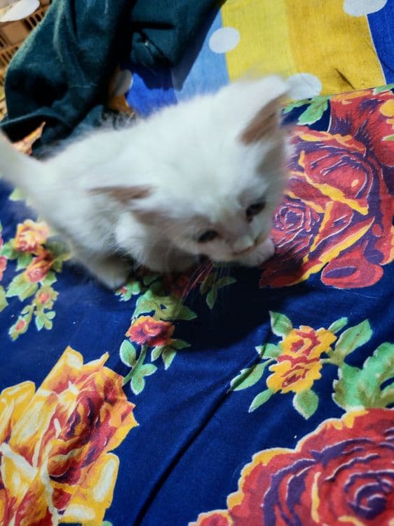 Котёнок мушук Кхао мани ва Турецкий Ангорка — 2