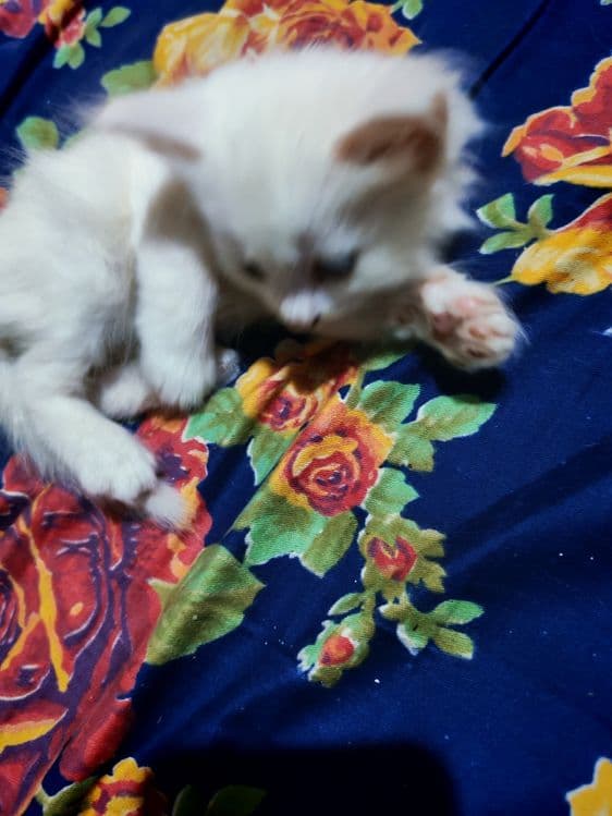 Котёнок мушук Кхао мани ва Турецкий Ангорка — 3
