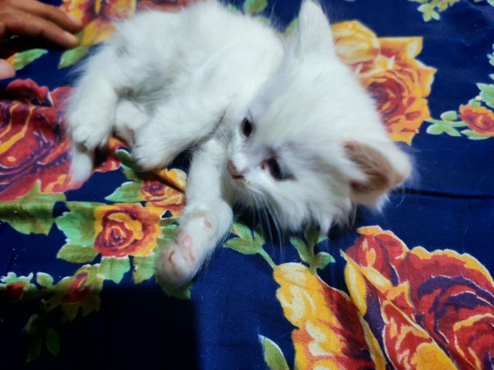 Котёнок мушук Кхао мани ва Турецкий Ангорка — 4