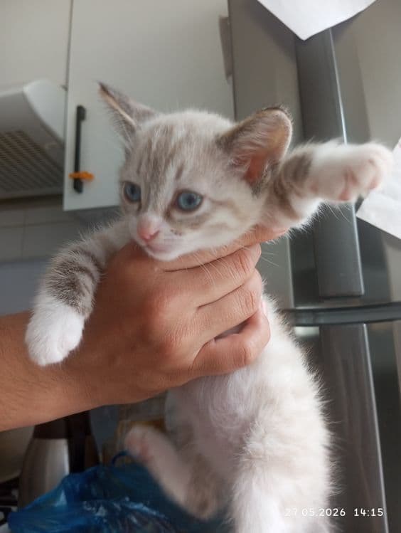 Продам сиамского котенка