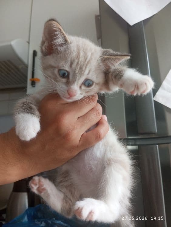 Продам сиамского котенка — 2