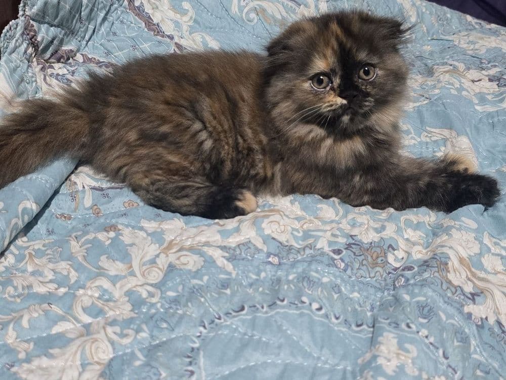 Шотландские котята — 2