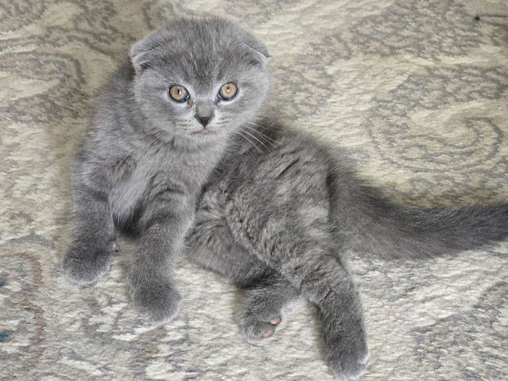 Шотландские котята — 3