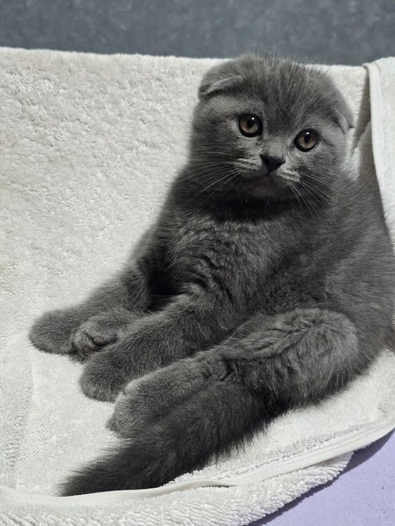 Шотландские котята — 4
