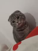 Шотландская вислоухая кошка