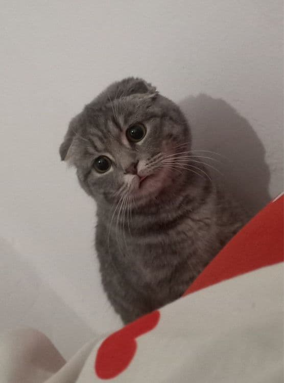 Шотландская вислоухая кошка — 1