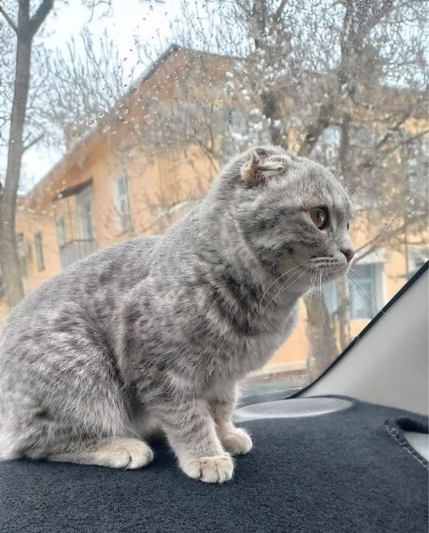 Шотландская вислоухая кошка — 2