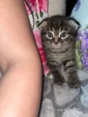 Котята скотиш страйт
