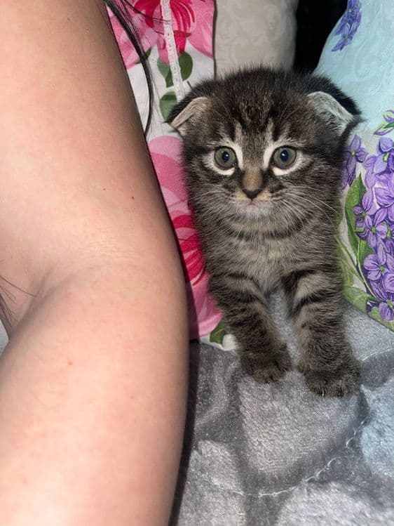 Котята скотиш страйт — 1