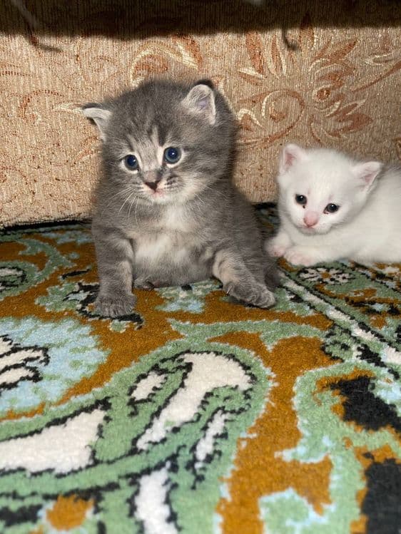 Котята скотиш страйт — 2
