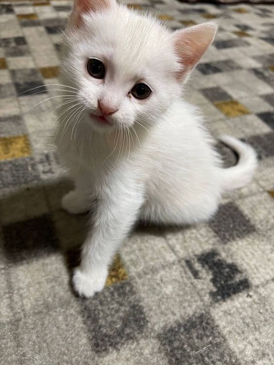 Котята скотиш страйт — 3