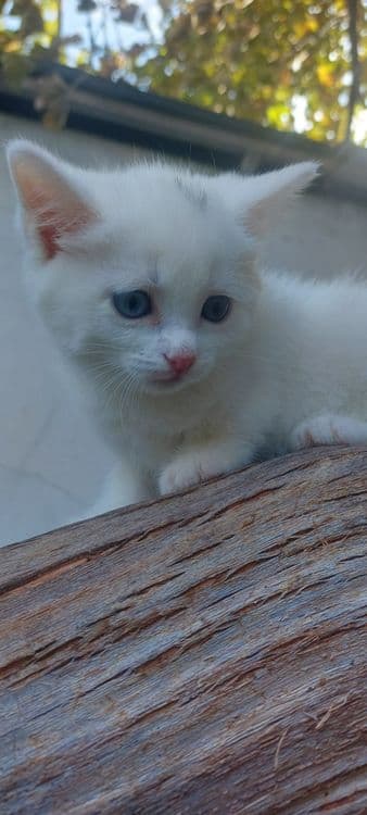 Skottish strayt mushuklar — 2