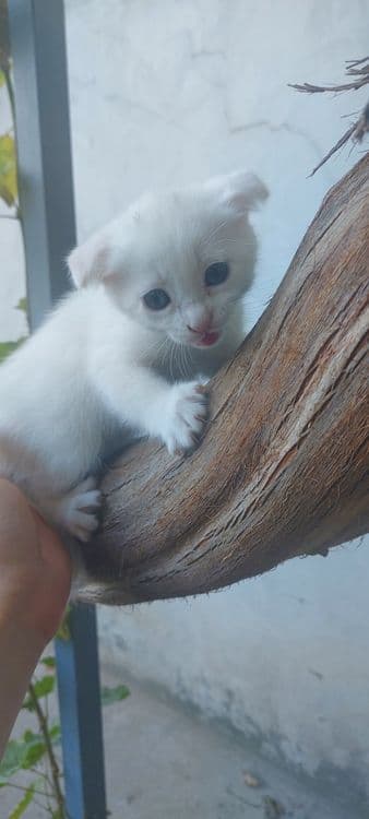 Skottish strayt mushuklar — 3