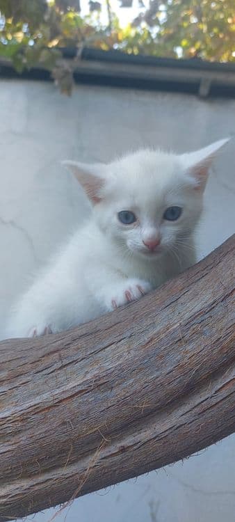 Skottish strayt mushuklar — 6
