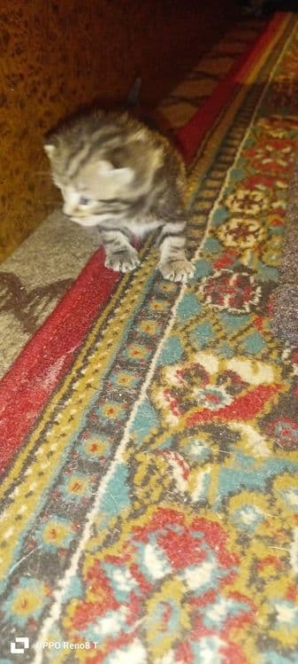 Bengalskiy mushuk bolalari — 4