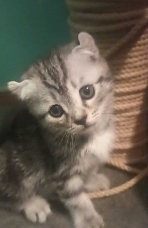 Продаётся котенок скотиш страйт девочка — 2