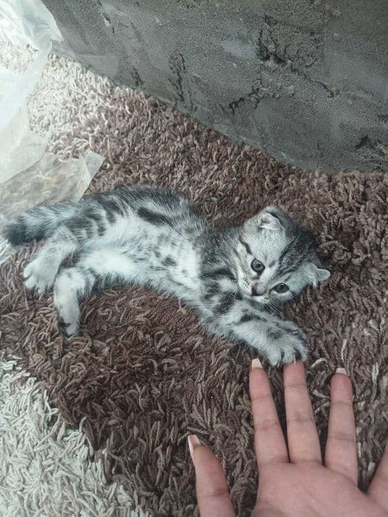 Продаётся котенок скотиш страйт девочка — 3