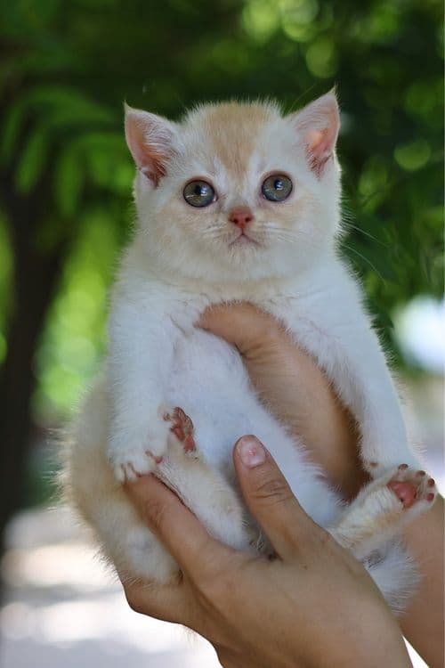 Продаются британские котята — 2