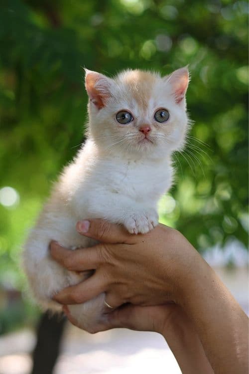 Продаются британские котята — 3
