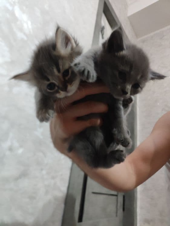 Продам котят британцы — 2