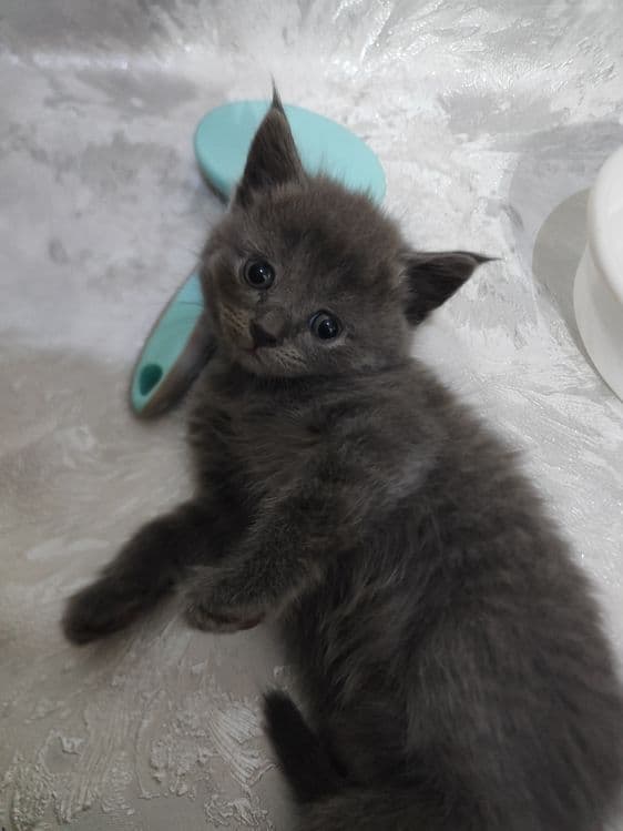 Продам котят британцы — 3
