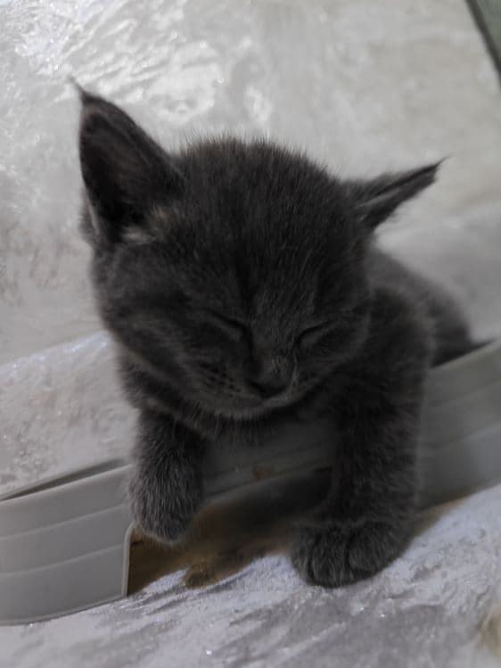Продам котят британцы — 4