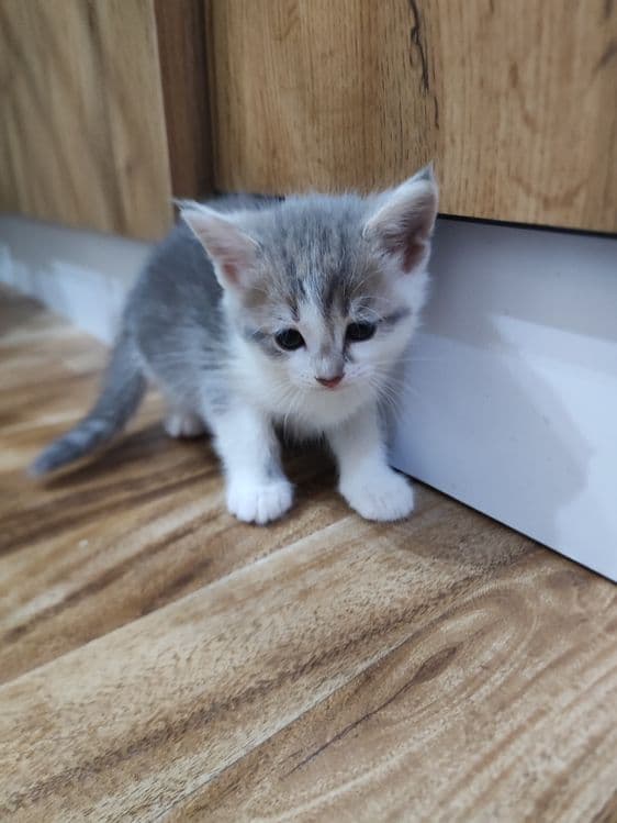 Продам котят британцы — 5