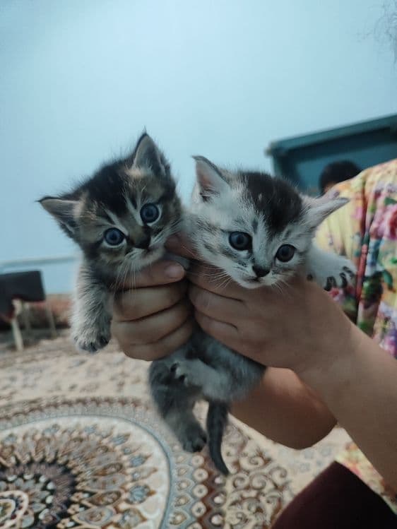 Продаются котята — 2