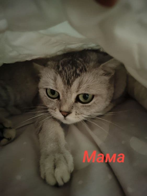 Продаются котята — 3