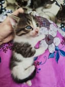 Продаются котята рождённые 06.02.25г . Состояние отличное, здоровые.