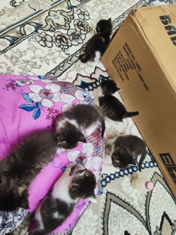 Продаются котята рождённые 06.02.25г . Состояние отличное, здоровые. — 2