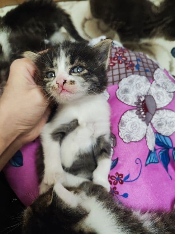 Продаются котята рождённые 06.02.25г . Состояние отличное, здоровые. — 3