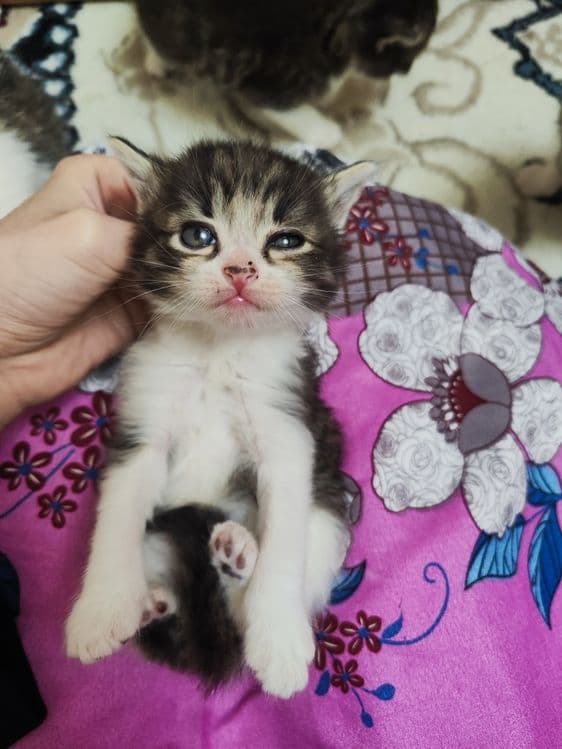 Продаются котята рождённые 06.02.25г . Состояние отличное, здоровые. — 4