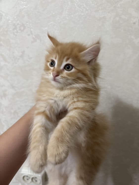 Котята.домашние. — 2