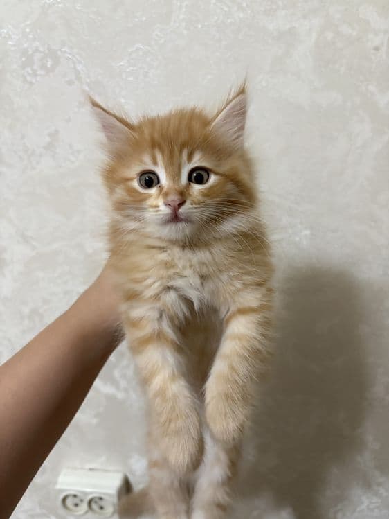 Котята.домашние. — 3