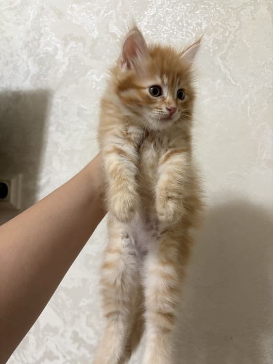 Котята.домашние. — 4
