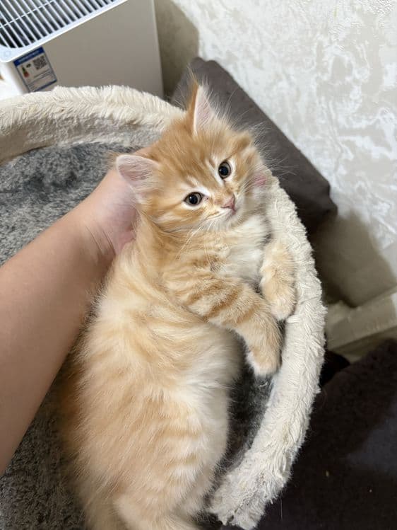 Котята.домашние. — 5