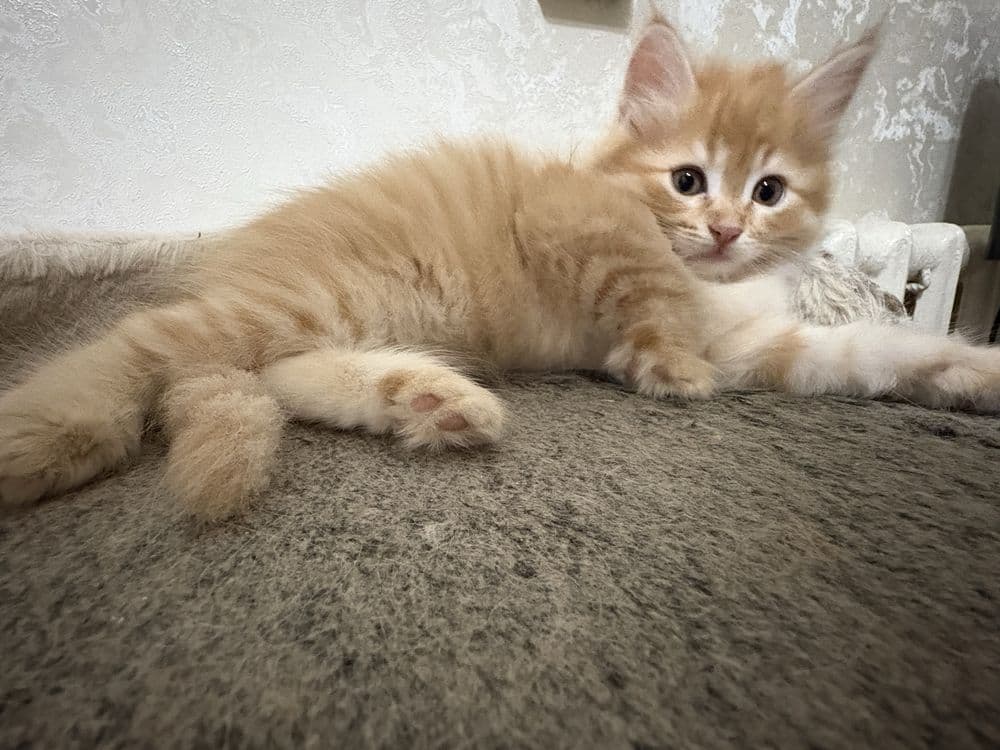 Котята.домашние. — 6
