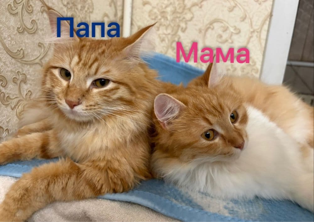Котята.домашние. — 7