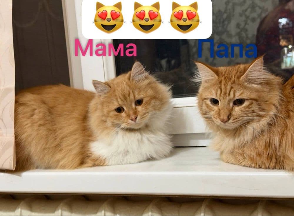 Котята.домашние. — 8