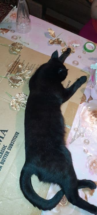 Kichkina mushukbola sotiladi juda aqilli 6 oylik
Kerak bo‘lsa yana si — 2