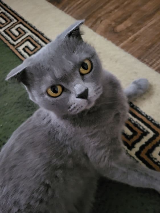 Британские кошка  Сотилади срочна — 2