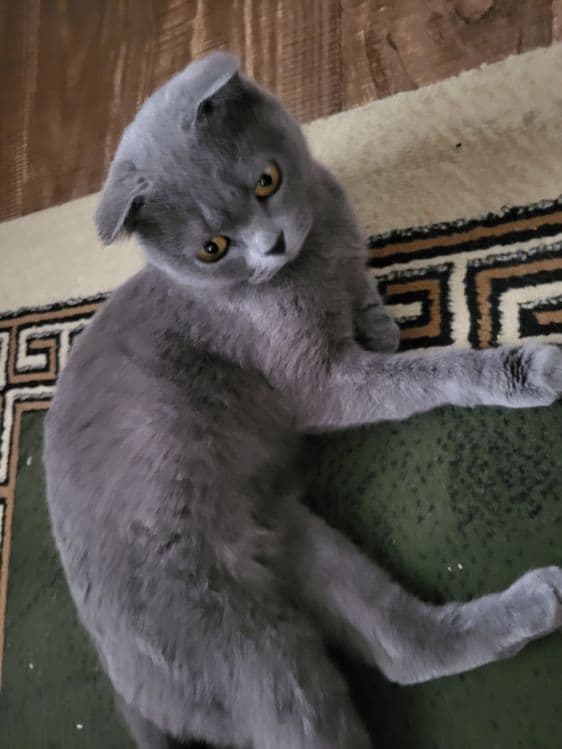 Британские кошка  Сотилади срочна — 3
