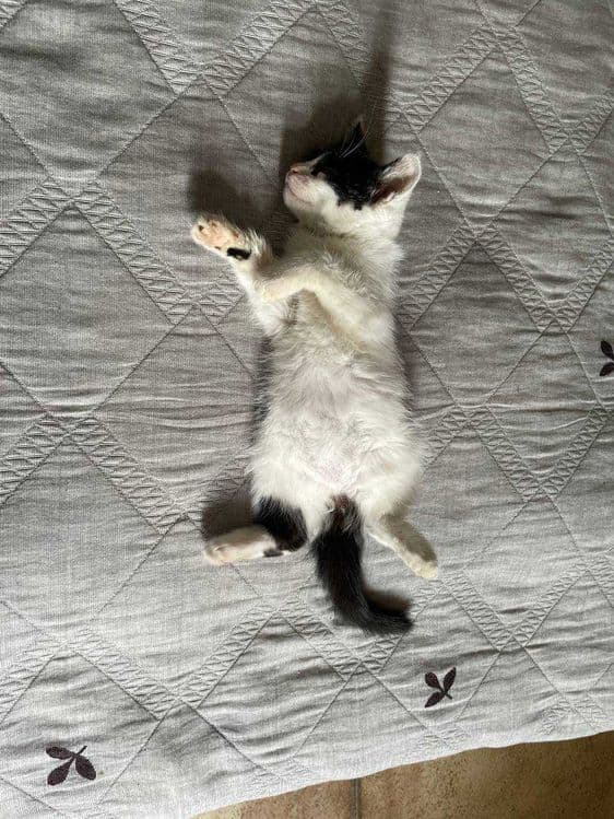 Домашние котята МАЛЬЧИК и ДЕВОЧКА 1,5 месяца — 4