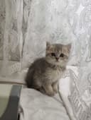 Zalatoy chinchilla bolalari / Золотистые котята шиншиллы