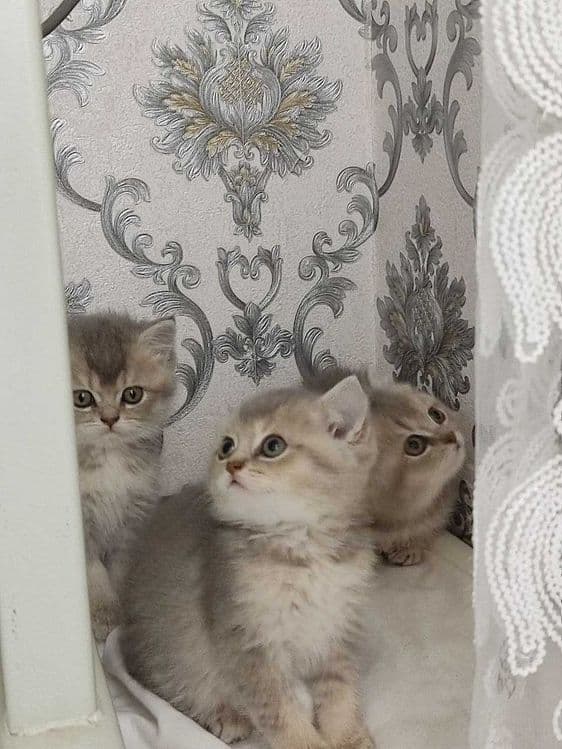 Zalatoy chinchilla bolalari / Золотистые котята шиншиллы — 2