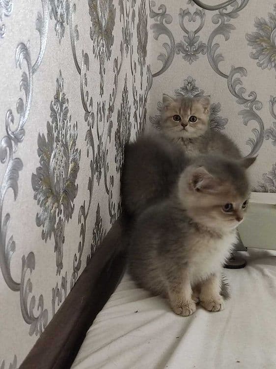 Zalatoy chinchilla bolalari / Золотистые котята шиншиллы — 3